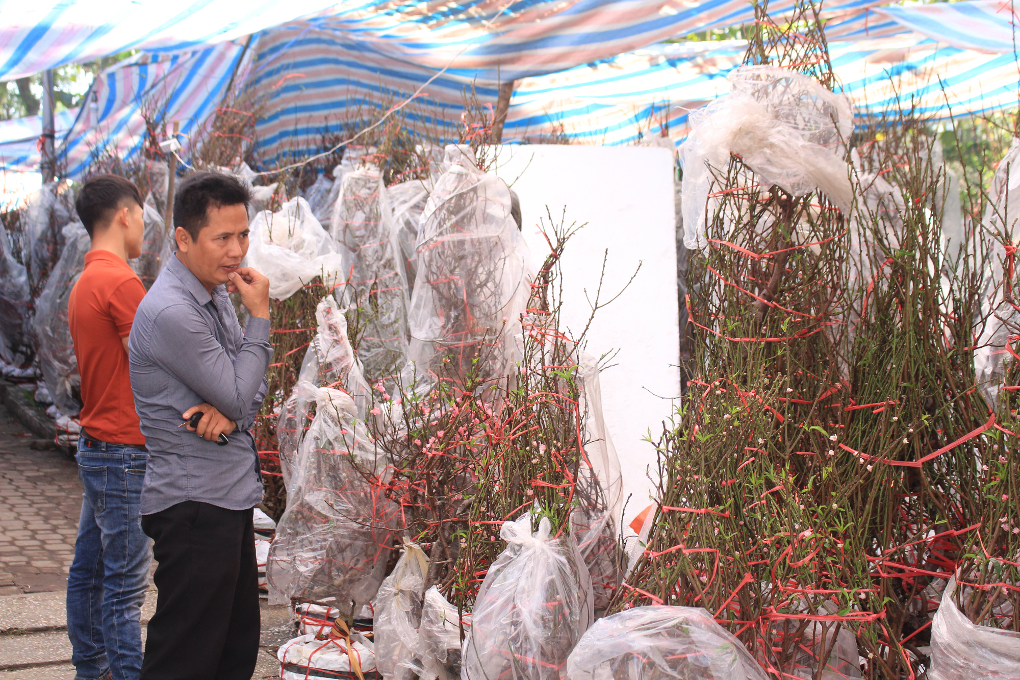 28 Tết, đào Nhật Tân tại chợ hoa Sài Gòn bắt đầu giảm giá, thuận mua vừa bán nên hút khách - Ảnh 2.
