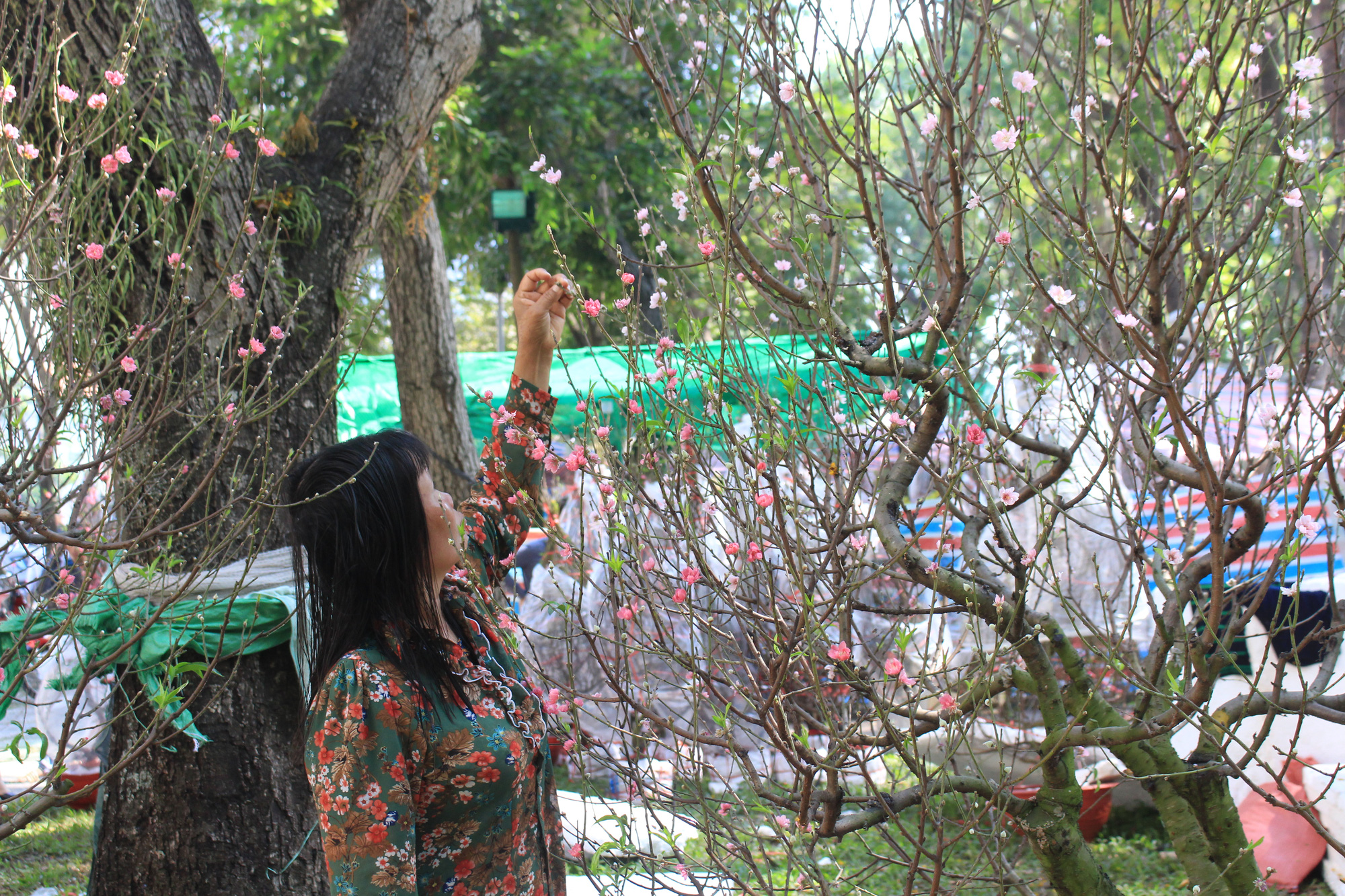 28 Tết, đào Nhật Tân tại chợ hoa Sài Gòn bắt đầu giảm giá, thuận mua vừa bán nên hút khách - Ảnh 5.
