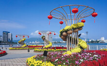 Ngắm đường hoa hơn 6 tỉ ở Đà Nẵng