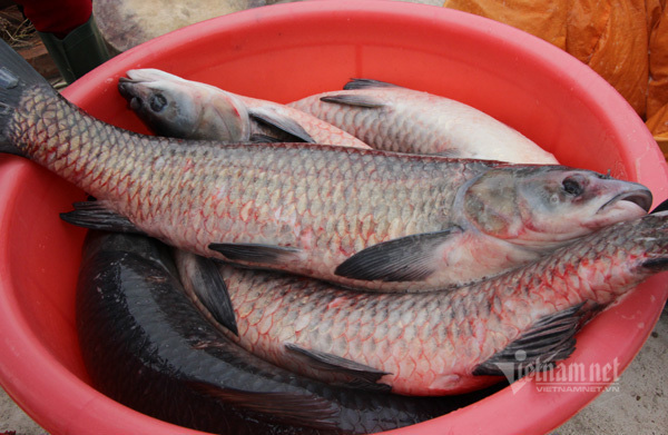 Xuyên đêm hít khói, kho 5.000 nồi cá bán Tết Canh Tí - Ảnh 3. Xuyên đêm hít khói, kho 5.000 nồi cá bán Tết Canh Tí - Ảnh 3.