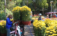 Xe ôm 'chuyển nghề' chở hoa Tết kiếm vài triệu mỗi ngày