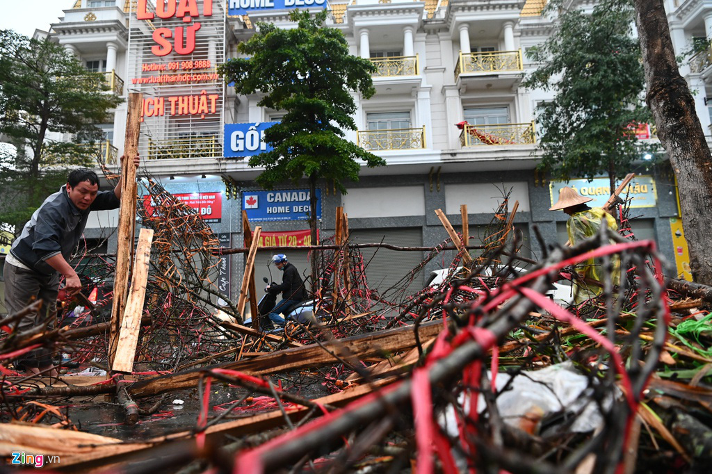 Đào rừng bị vứt bỏ, dân đánh ôtô gom chơi Tết - Ảnh 1.