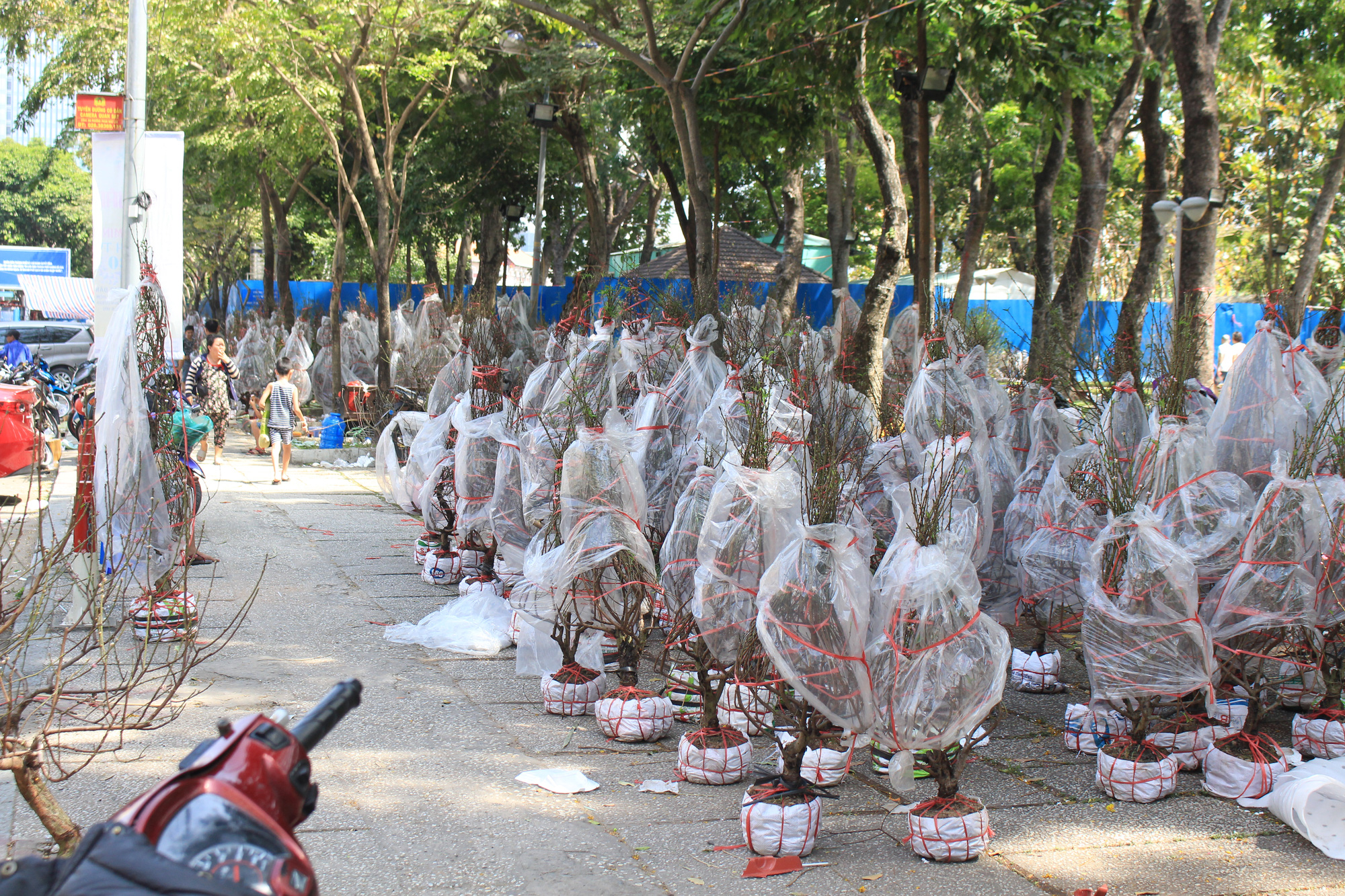 Đập nát hoa trước quăng lên xe rác ở Sài Gòn trưa 30 Tết - Ảnh 9. Đập nát hoa trước quăng lên xe rác ở Sài Gòn trưa 30 Tết - Ảnh 9.