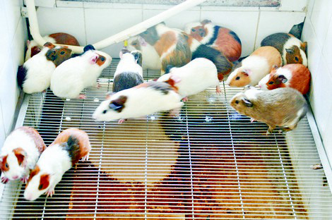 Chuyện ở vương quốc của chuột - Ảnh 1. Chuyện ở vương quốc của chuột - Ảnh 1.