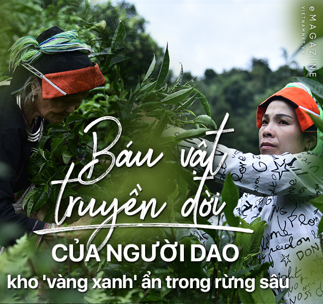 'Kho vàng' ẩn trong rừng sâu, báu vật 500 tuổi ở Hà Giang - Ảnh 1. 'Kho vàng' ẩn trong rừng sâu, báu vật 500 tuổi ở Hà Giang - Ảnh 1.