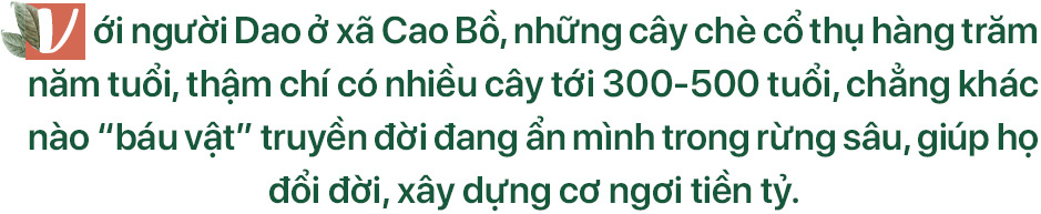 'Kho vàng' ẩn trong rừng sâu, báu vật 500 tuổi ở Hà Giang - Ảnh 2. 'Kho vàng' ẩn trong rừng sâu, báu vật 500 tuổi ở Hà Giang - Ảnh 2.