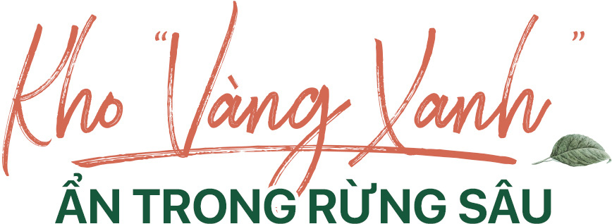 'Kho vàng' ẩn trong rừng sâu, báu vật 500 tuổi ở Hà Giang - Ảnh 3. 'Kho vàng' ẩn trong rừng sâu, báu vật 500 tuổi ở Hà Giang - Ảnh 3.