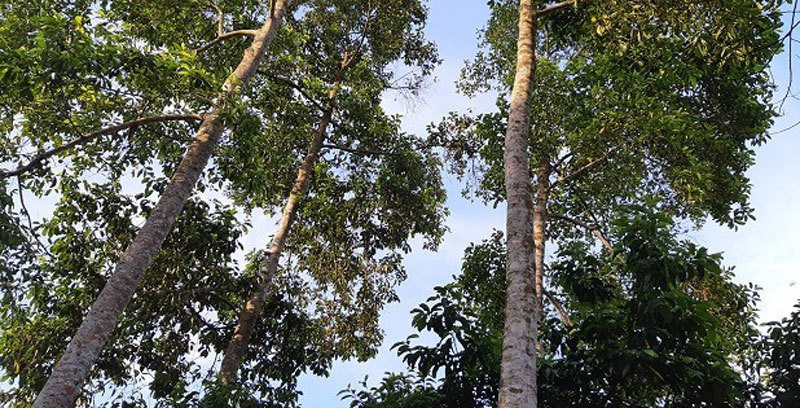 Trồng cây cho hạt đắt như vàng ròng, xây nhà lầu sắm xe hơi - Ảnh 2. Trồng cây cho hạt đắt như vàng ròng, xây nhà lầu sắm xe hơi - Ảnh 2.