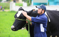 Sở hữu 75% vốn GTNfoods, Vinamilk chính thức tham gia quản lí Mộc Châu