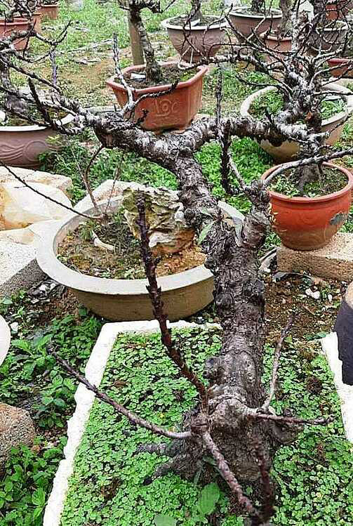 90 triệu đồng một chậu đào thất thốn - Ảnh 1. 90 triệu đồng một chậu đào thất thốn - Ảnh 1.