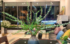 Chị em Hà thành phát sốt với tuyết mai nhập từ Trung Quốc, rủ nhau săn lùng chơi Tết sớm