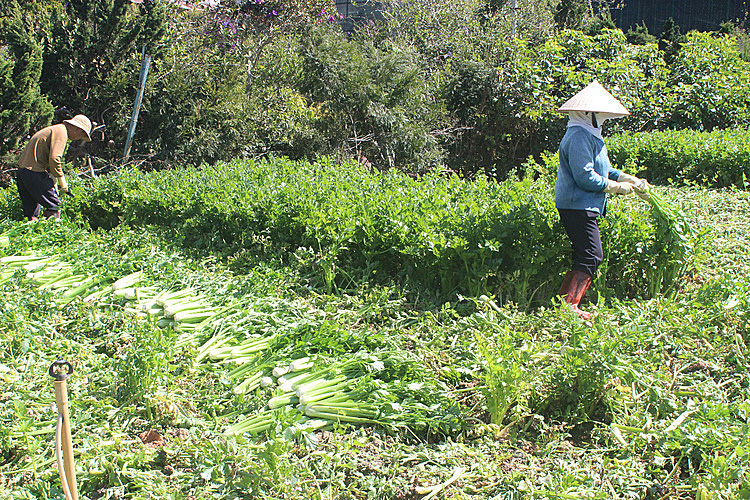 500 đồng một kg rau Đà Lạt - Ảnh 1.