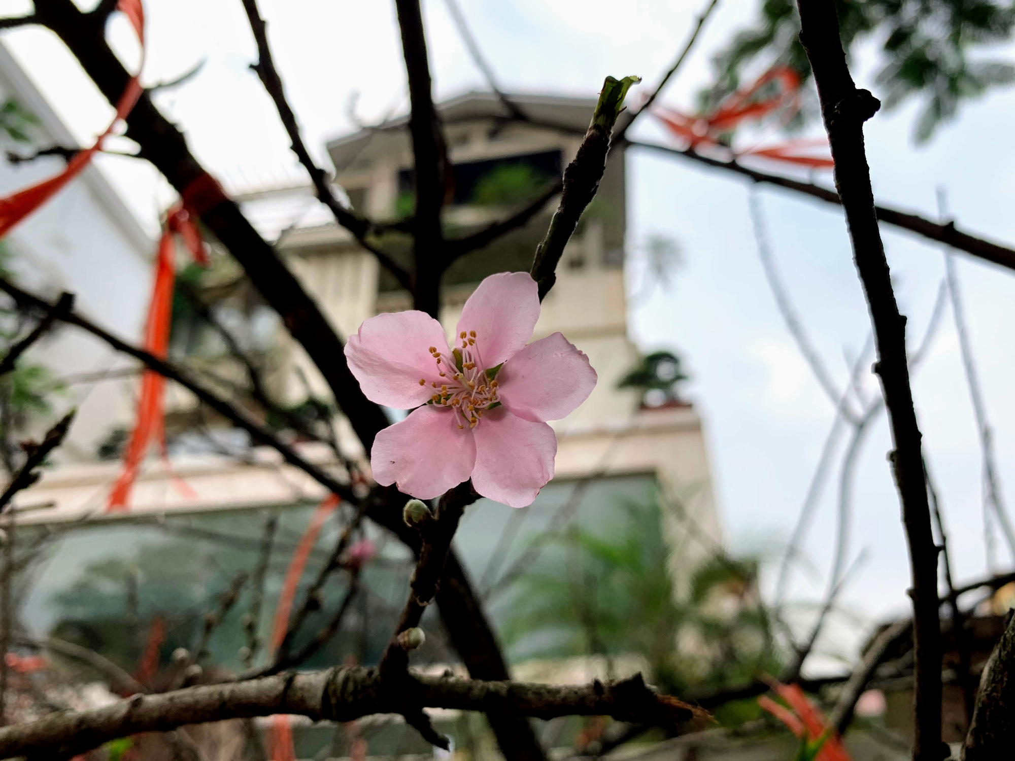 Choáng với những chậu kiểng Tết giá trăm triệu đồng trên đường phố Hà Nội - Ảnh 12. Choáng với những chậu kiểng Tết giá trăm triệu đồng trên đường phố Hà Nội - Ảnh 12.