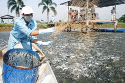 Nhìn lại 'vết xe đổ' từ hai đối tác nông nghiệp của Thaco