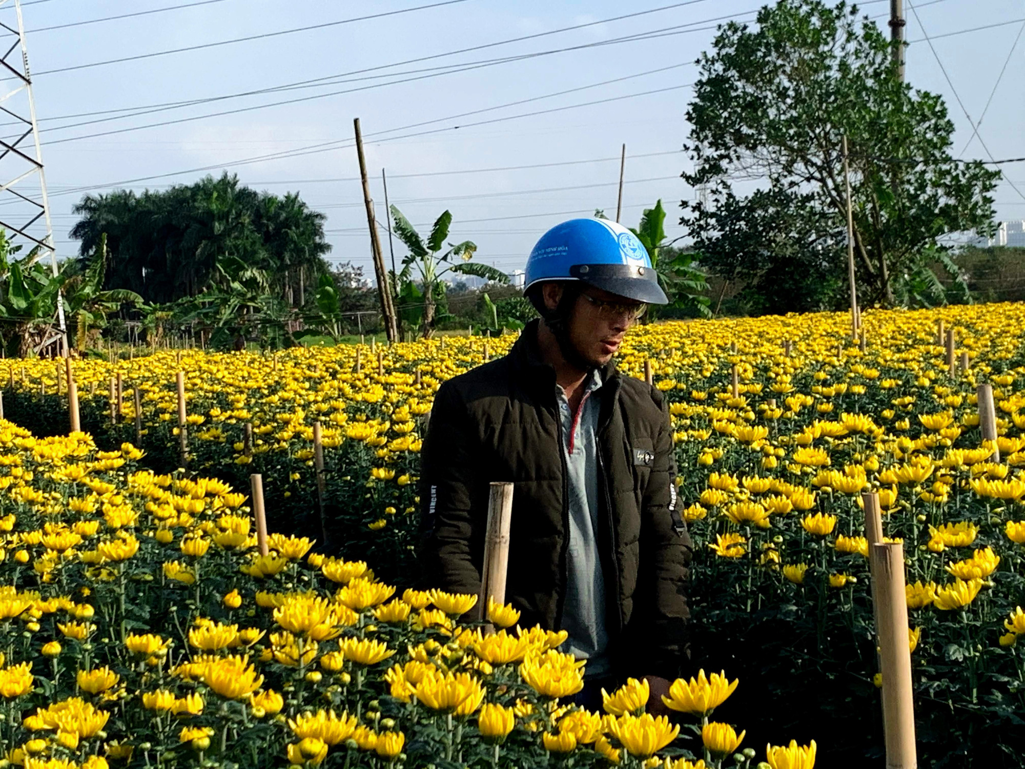 Làng hoa ngoại thành Hà Nội hối hả vào vụ Tết - Ảnh 11.