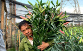 Người Hà Nội bắt đầu đưa hoa ly, hoa cúc ra chợ Tết, năm nay cúc nở sớm, dự báo giá tăng cao