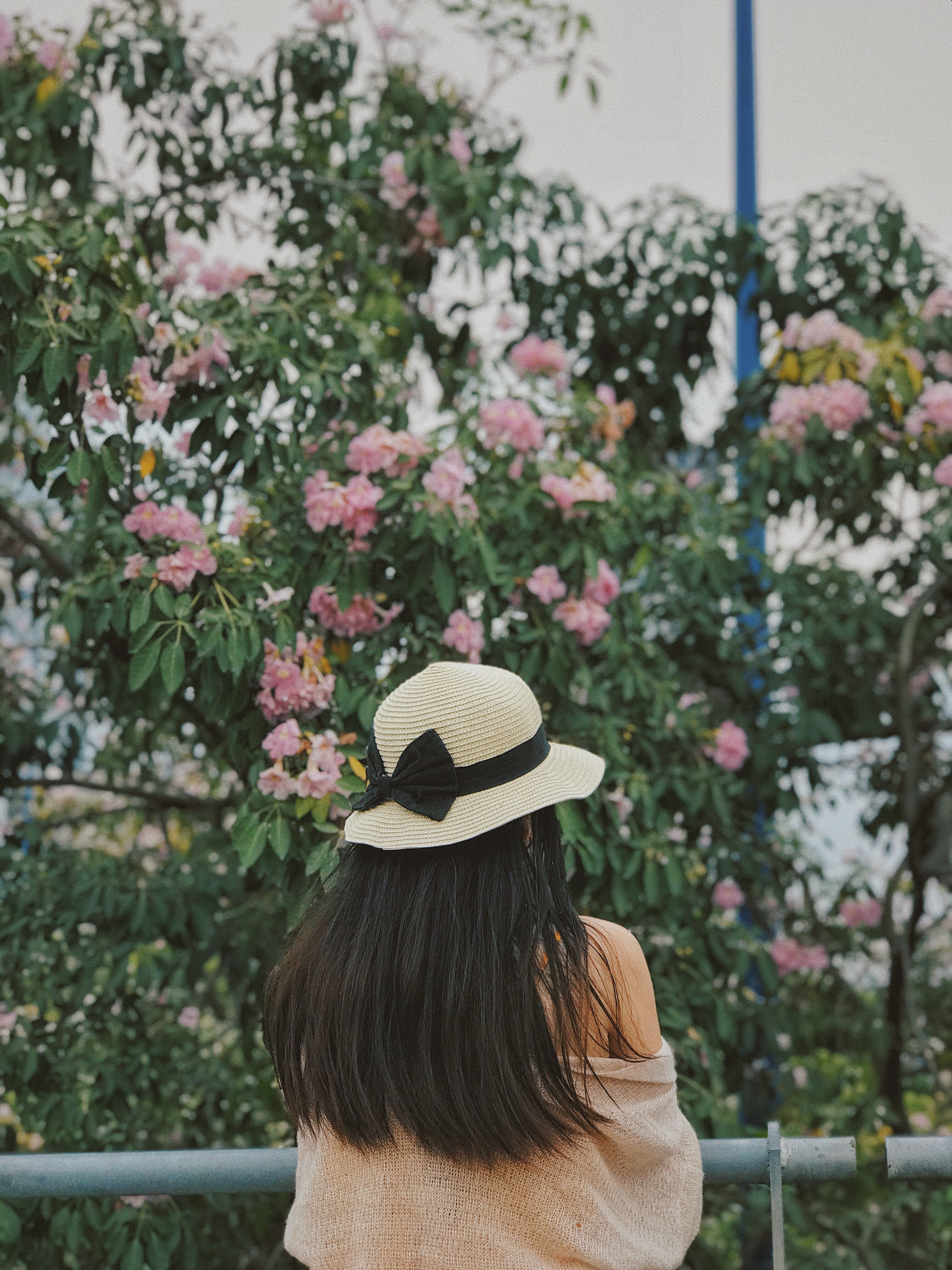 Người Sài Gòn xếp hàng chờ chụp ảnh cùng hoa kèn hồng - Ảnh 12. Người Sài Gòn xếp hàng chờ chụp ảnh cùng hoa kèn hồng - Ảnh 12.