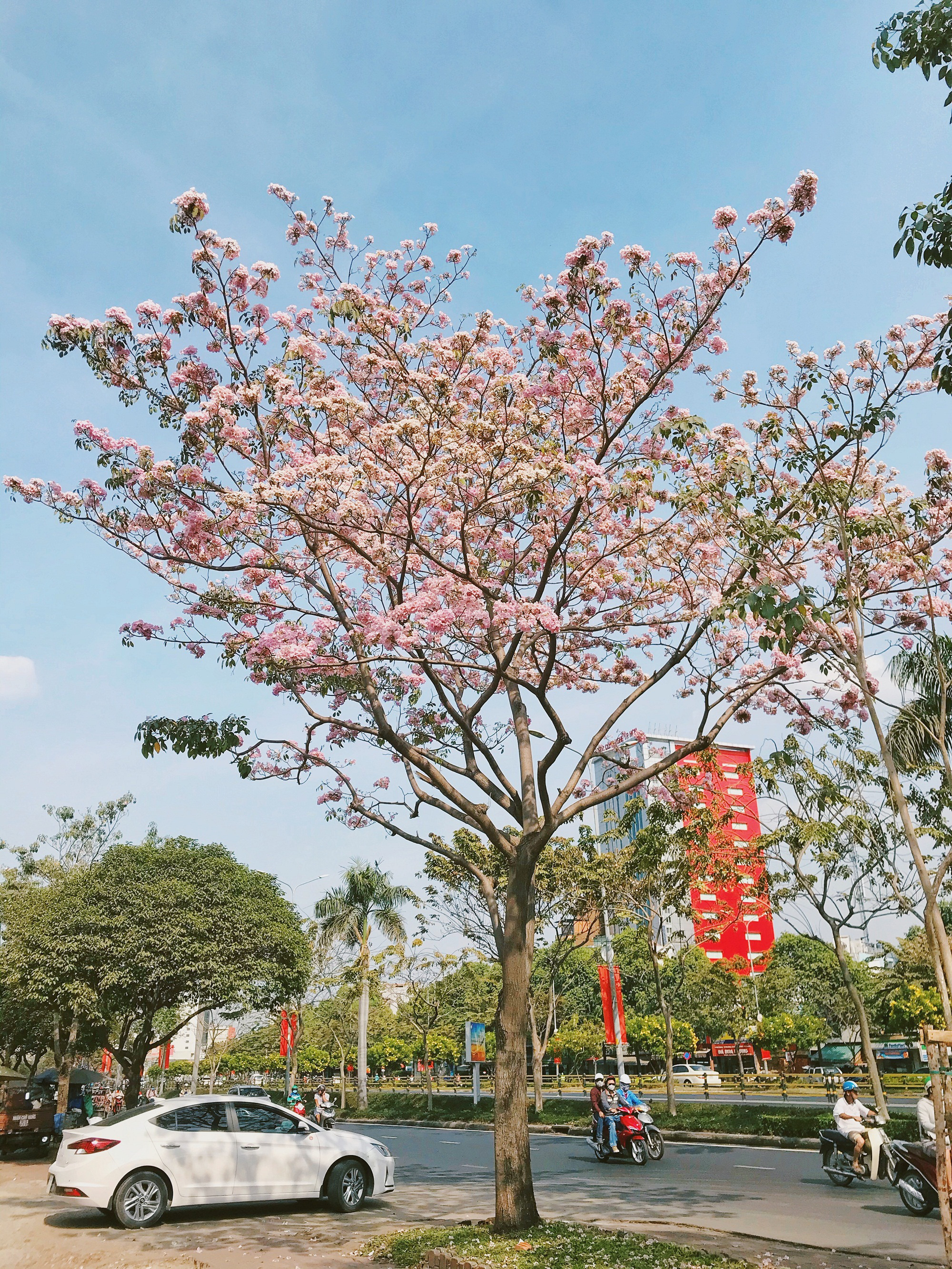 Người Sài Gòn xếp hàng chờ chụp ảnh cùng hoa kèn hồng - Ảnh 9. Người Sài Gòn xếp hàng chờ chụp ảnh cùng hoa kèn hồng - Ảnh 9.
