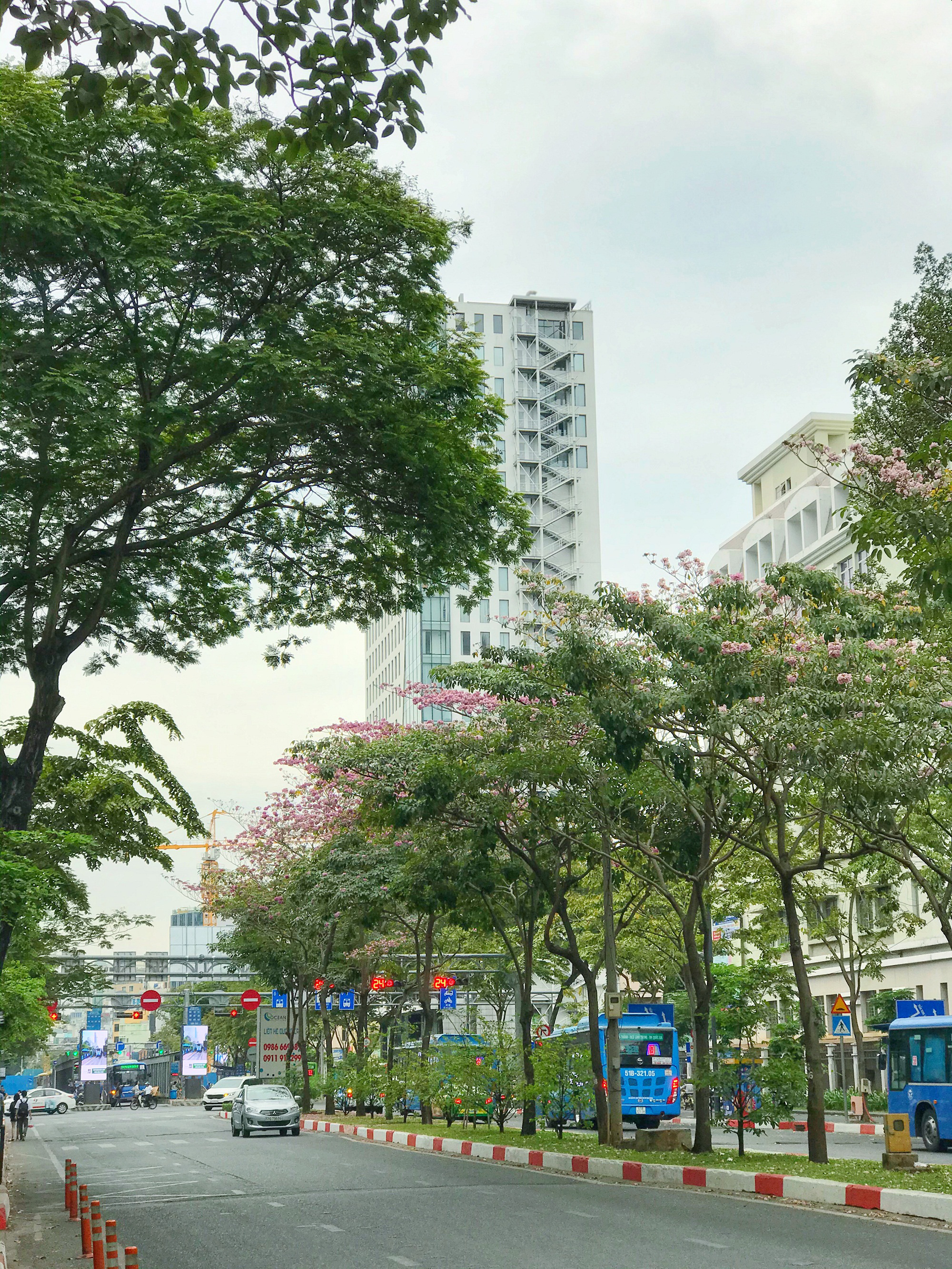 Người Sài Gòn xếp hàng chờ chụp ảnh cùng hoa kèn hồng - Ảnh 11. Người Sài Gòn xếp hàng chờ chụp ảnh cùng hoa kèn hồng - Ảnh 11.