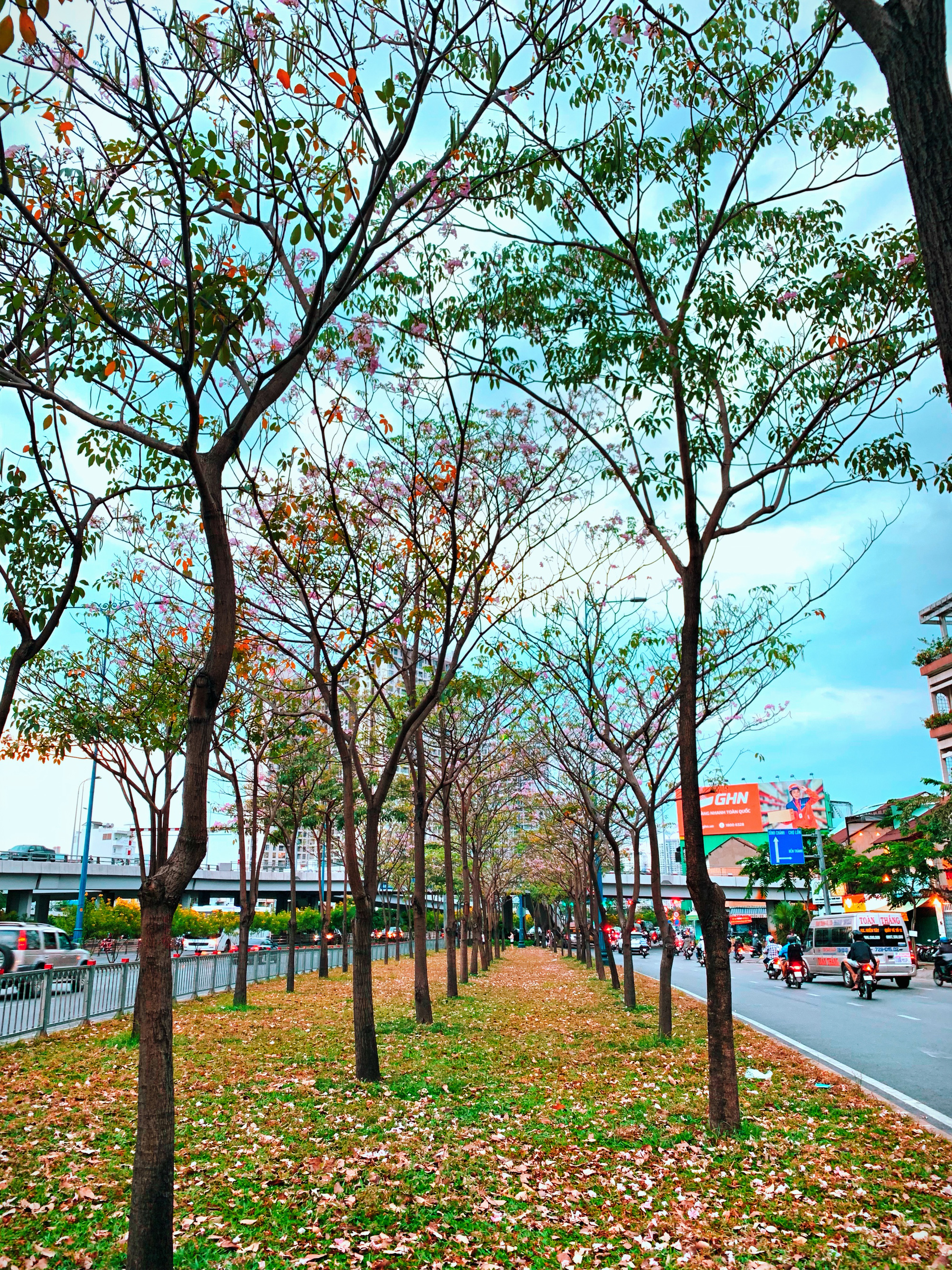 Người Sài Gòn xếp hàng chờ chụp ảnh cùng hoa kèn hồng - Ảnh 3. Người Sài Gòn xếp hàng chờ chụp ảnh cùng hoa kèn hồng - Ảnh 3.