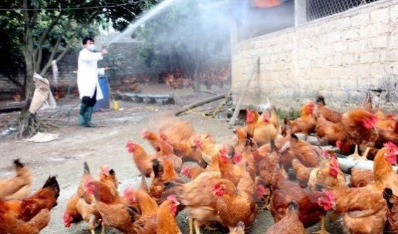 Cúm A/H5N6 trở lại, lệnh cấm bán tháo gia cầm ở vùng dịch - Ảnh 2.
