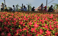 Không chỉ có thanh long, dưa hấu, hàng trăm nghìn tấn nhãn, xoài, sầu riêng… sắp phải chờ giải cứu vì virus corona