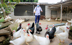 Cả nước có 10 ổ dịch cúm A/H5N6, Bộ Nông nghiệp khuyến cáo không ăn tiết canh, gia cầm chưa kiểm dịch