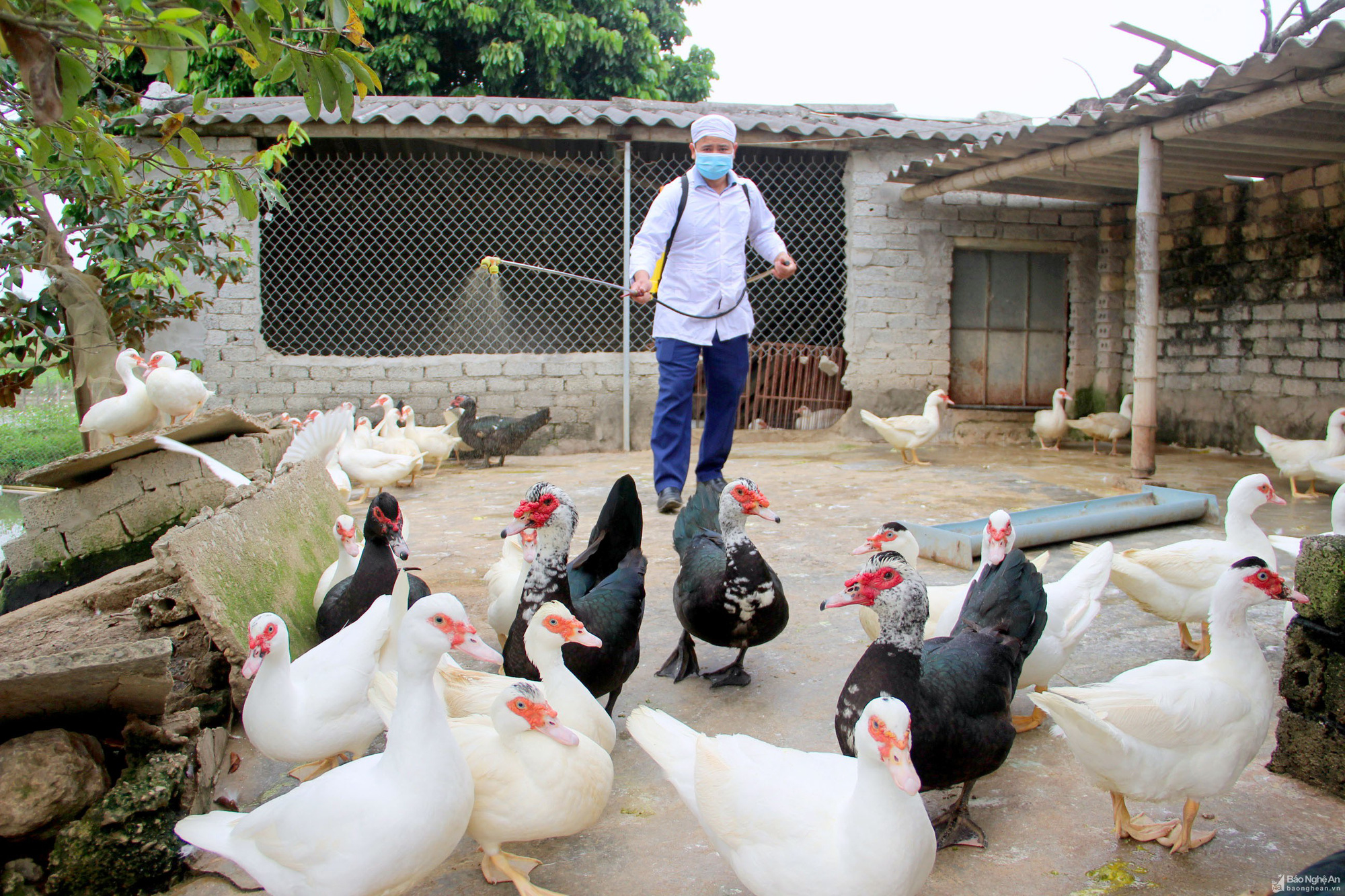Xử lí nghiêm buôn lậu, vận chuyển gia cầm trái phép phòng cúm A/H5N1 từ Trung Quốc vào Việt Nam - Ảnh 1. Xử lí nghiêm buôn lậu, vận chuyển gia cầm trái phép phòng cúm A/H5N1 từ Trung Quốc vào Việt Nam - Ảnh 1.
