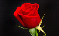 Lời chúc Valentine độc đáo và ngọt ngào nhất cho vợ 2020