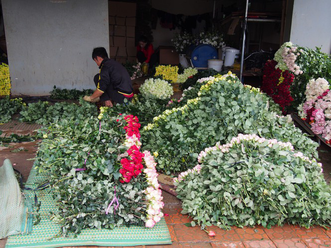 Giá hoa hồng Đà Lạt giảm sốc mùa Valentine - Ảnh 2. Giá hoa hồng Đà Lạt giảm sốc mùa Valentine - Ảnh 2.