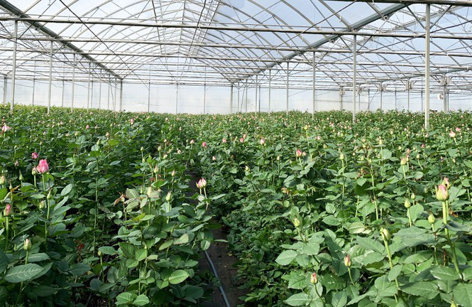 Giá hoa hồng Đà Lạt giảm sốc mùa Valentine - Ảnh 1. Giá hoa hồng Đà Lạt giảm sốc mùa Valentine - Ảnh 1.