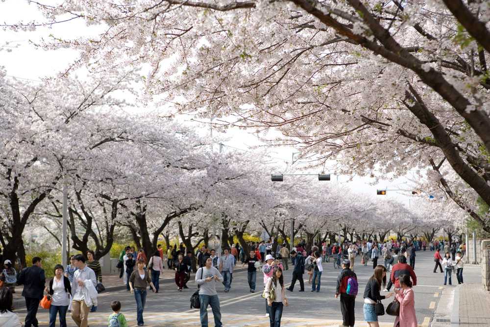 Những địa điểm đẹp để ngắm hoa anh đào tại châu Á 2020 - Ảnh 1.
