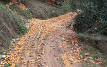 Cam sành rụng đầy đường ở Hà Giang