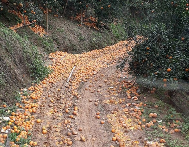 Cam sành rụng đầy đường ở Hà Giang - Ảnh 1. Cam sành rụng đầy đường ở Hà Giang - Ảnh 1.