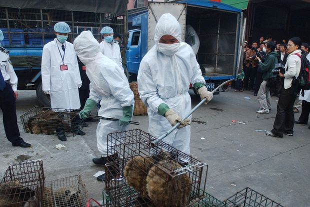 Ăn thịt thú hoang dã - thói quen nghìn năm làm hại người Trung Quốc - Ảnh 2. Ăn thịt thú hoang dã - thói quen nghìn năm làm hại người Trung Quốc - Ảnh 2.
