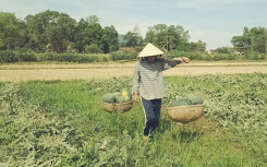 Quảng Ngãi kêu gọi 'giải cứu'  22.000 tấn dưa hấu