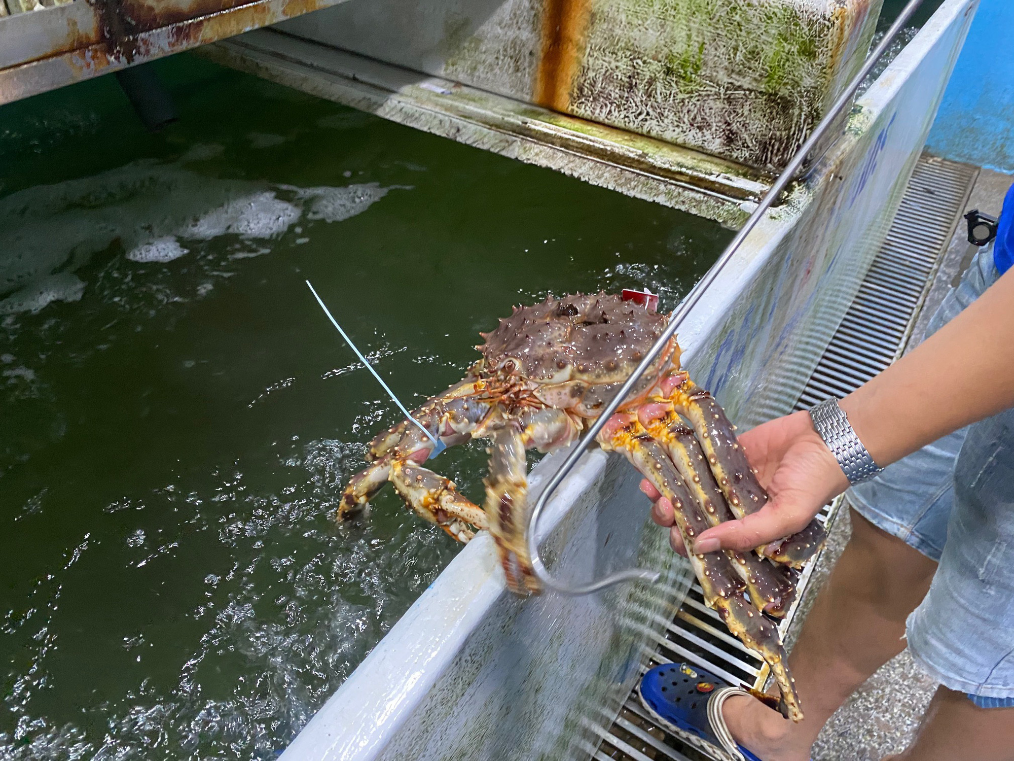 Cua hoàng đế, tôm hùm Alaska... cũng rớt giá vì dịch Covid-19 - Ảnh 6. Cua hoàng đế, tôm hùm Alaska... cũng rớt giá vì dịch Covid-19 - Ảnh 6.