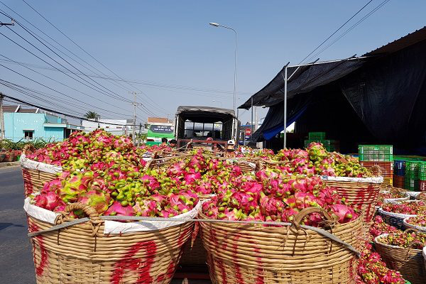 Vừa thông đường đi Trung Quốc, giá thanh long vọt lên 40.000 đồng - Ảnh 1. Vừa thông đường đi Trung Quốc, giá thanh long vọt lên 40.000 đồng - Ảnh 1.