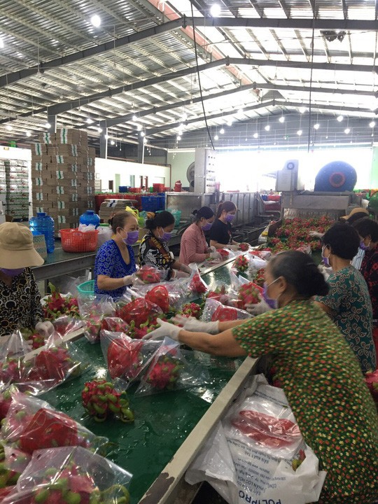 Vì sao thanh long từ 5.000 đồng lên 40.000 đồng/kg chỉ trong vài ngày? - Ảnh 1. Vì sao thanh long từ 5.000 đồng lên 40.000 đồng/kg chỉ trong vài ngày? - Ảnh 1.