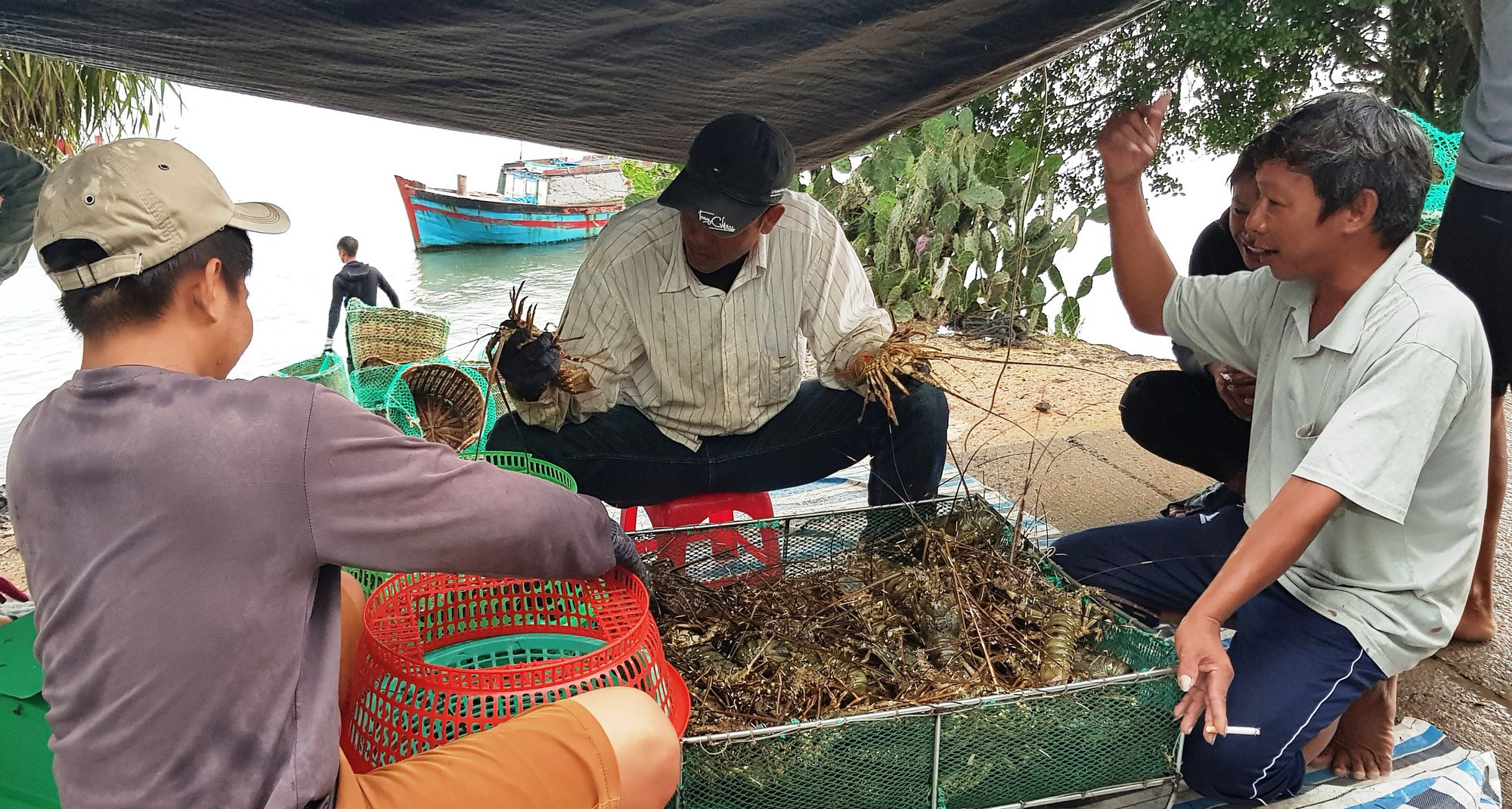 Đau lắm con tôm hùm được giải cứu! - Ảnh 3. Đau lắm con tôm hùm được giải cứu! - Ảnh 3.