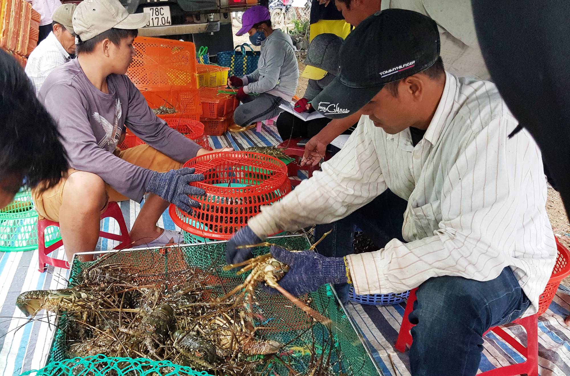 Đau lắm con tôm hùm được giải cứu! - Ảnh 1. Đau lắm con tôm hùm được giải cứu! - Ảnh 1.