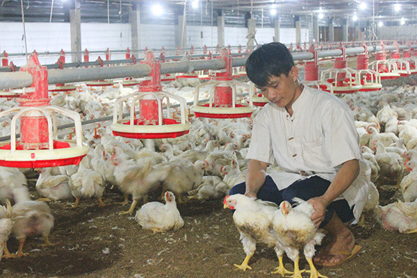 Loại gà thế giới thải bỏ, ở nước ta giá đắt ngang đặc sản - Ảnh 1. Loại gà thế giới thải bỏ, ở nước ta giá đắt ngang đặc sản - Ảnh 1.