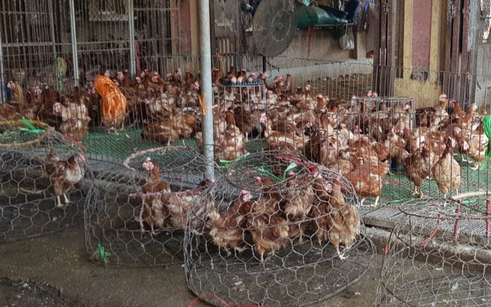 Loại gà thế giới thải bỏ, ở nước ta giá đắt ngang đặc sản - Ảnh 2. Loại gà thế giới thải bỏ, ở nước ta giá đắt ngang đặc sản - Ảnh 2.