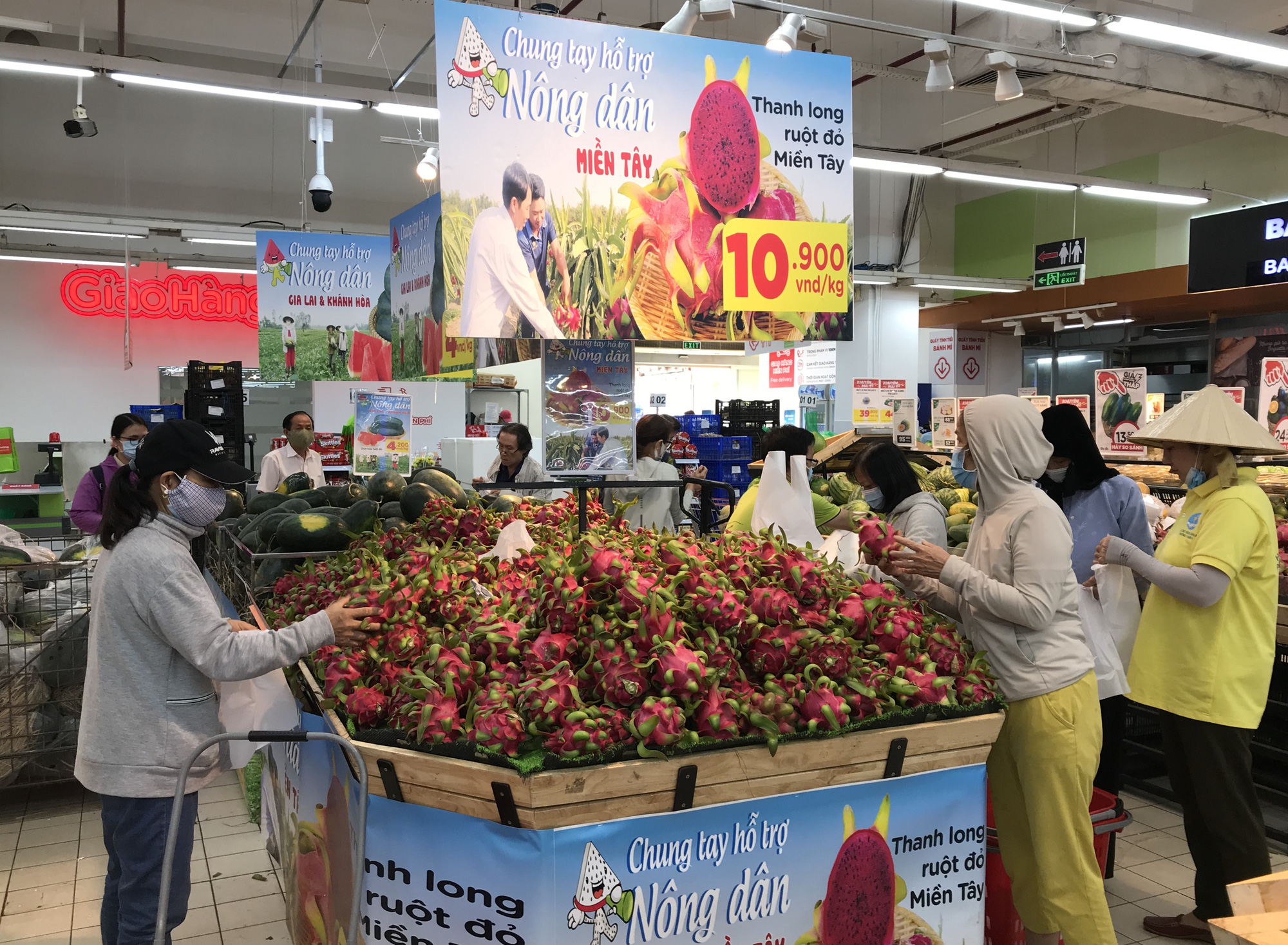 Giữa vòng vây giải cứu, 5 tấn thanh long được mời qua Úc, chuẩn bị Ngày hội thưởng thức thanh long ruột đỏ tại Úc - Ảnh 2. Giữa vòng vây giải cứu, 5 tấn thanh long được mời qua Úc, chuẩn bị Ngày hội thưởng thức thanh long ruột đỏ tại Úc - Ảnh 2.