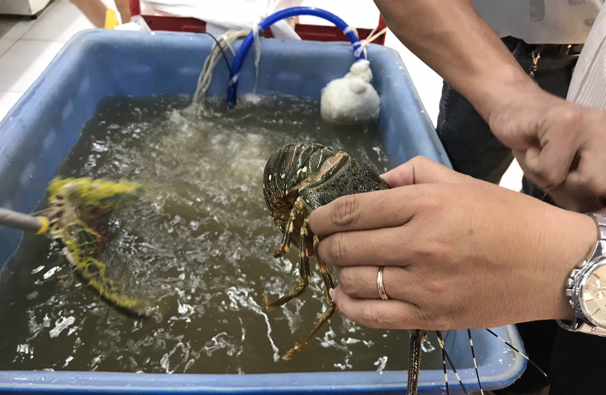 Cận cảnh giải cứu tôm hùm ở Sài Gòn, mới 9h sáng đã hết sạch, có siêu thị chế biến miễn phí cho khách ngay tại chỗ - Ảnh 8. Cận cảnh giải cứu tôm hùm ở Sài Gòn, mới 9h sáng đã hết sạch, có siêu thị chế biến miễn phí cho khách ngay tại chỗ - Ảnh 8.