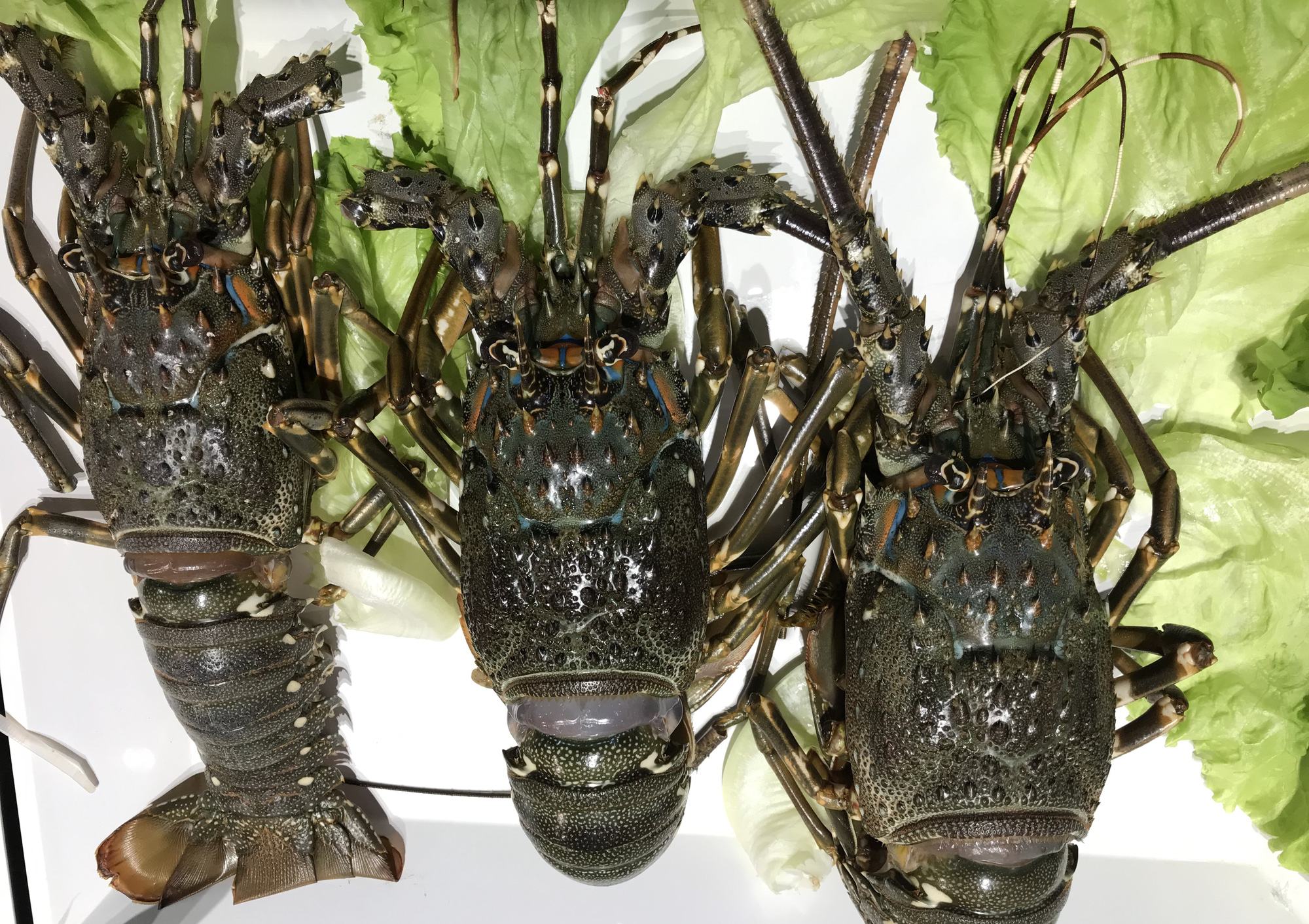 Cận cảnh giải cứu tôm hùm ở Sài Gòn, mới 9h sáng đã hết sạch, có siêu thị chế biến miễn phí cho khách ngay tại chỗ - Ảnh 12. Cận cảnh giải cứu tôm hùm ở Sài Gòn, mới 9h sáng đã hết sạch, có siêu thị chế biến miễn phí cho khách ngay tại chỗ - Ảnh 12.