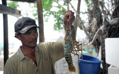 Tôm hùm được nuôi như thế nào, vì sao giá gần cả triệu đồng/kg, người dùng vẫn tranh nhau 'giải cứu'?
