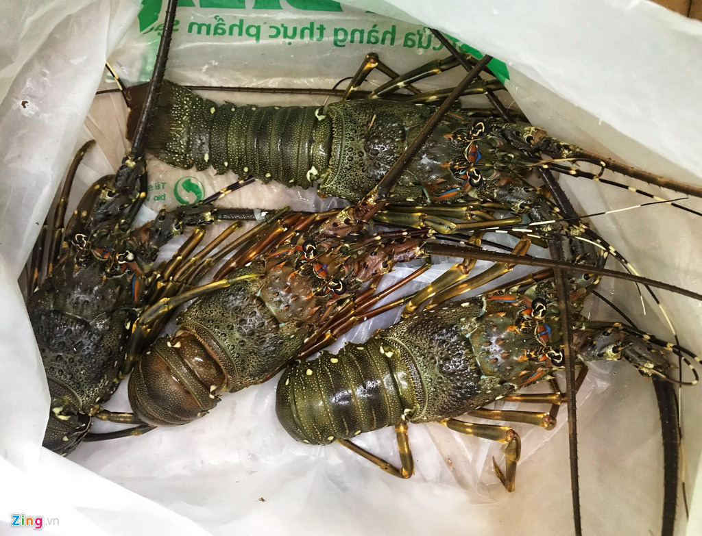 'Muốn giải cứu tôm hùm, tôi 5 lần 7 lượt được hẹn hôm sau' - Ảnh 3. 'Muốn giải cứu tôm hùm, tôi 5 lần 7 lượt được hẹn hôm sau' - Ảnh 3.