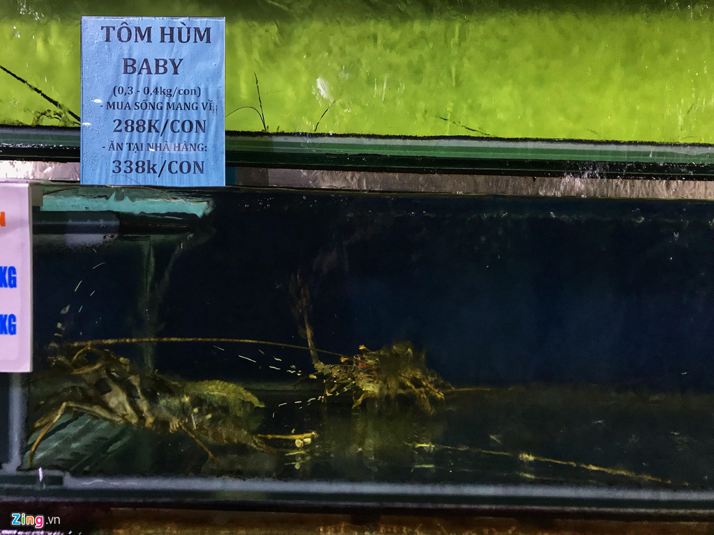 'Muốn giải cứu tôm hùm, tôi 5 lần 7 lượt được hẹn hôm sau' - Ảnh 1. 'Muốn giải cứu tôm hùm, tôi 5 lần 7 lượt được hẹn hôm sau' - Ảnh 1.