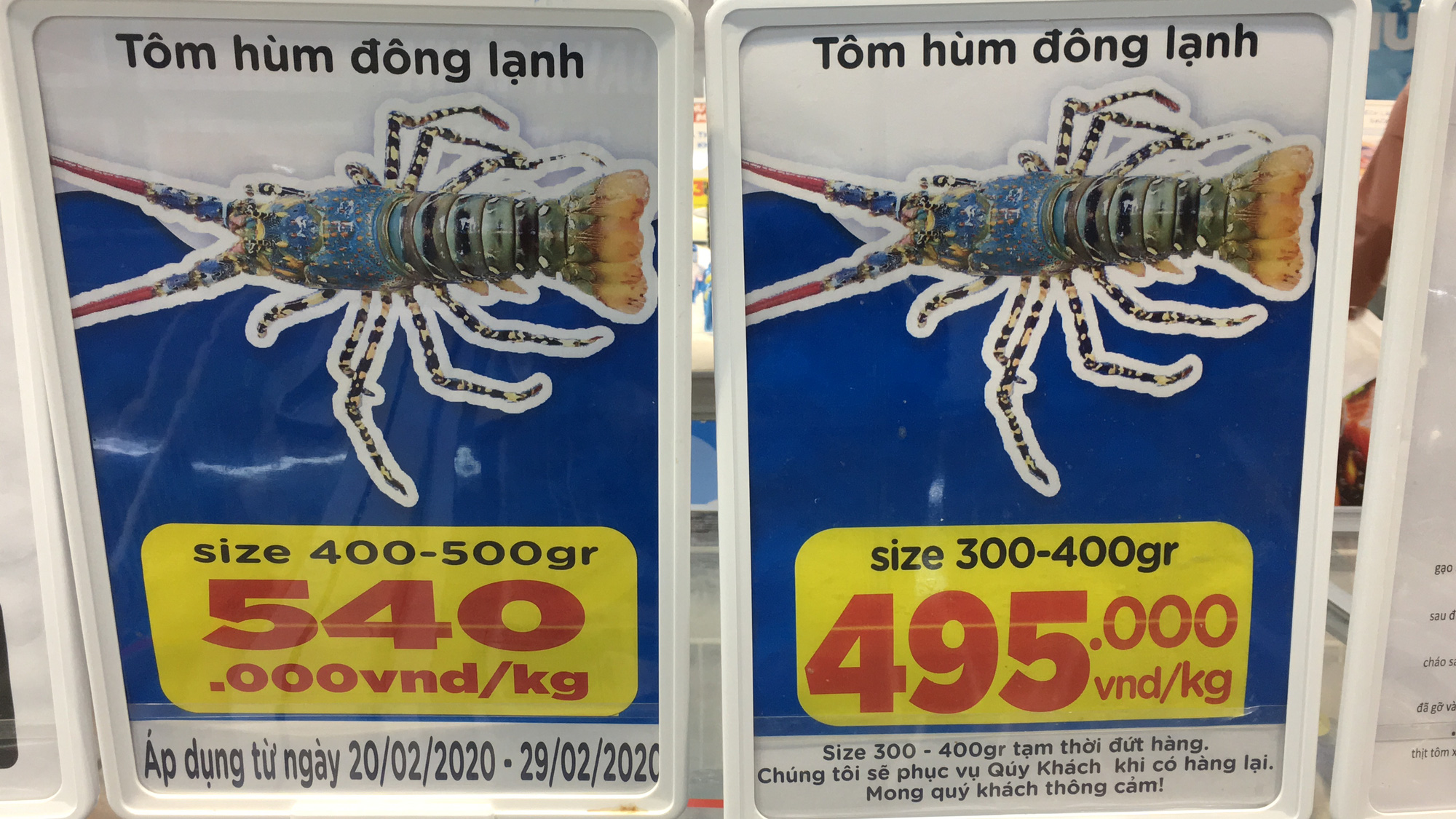 Giải cứu tôm hùm ở Đà Nẵng: Sức mua nhẹ, người dân muốn mua loại còn sống nhưng chỉ có hàng đông lạnh - Ảnh 3. Giải cứu tôm hùm ở Đà Nẵng: Sức mua nhẹ, người dân muốn mua loại còn sống nhưng chỉ có hàng đông lạnh - Ảnh 3.